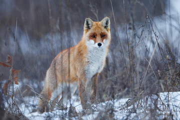 Obraz premium Red Fox Standing Alert in Winter Meadow