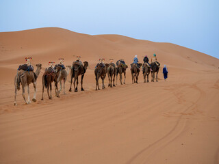 Long Line of Camels with Riders Crossing Sahara Dunes at Dusk