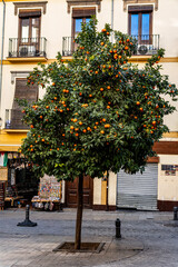 A lush orange tree laden with fruit stands in a picturesque Granada plaza, framed by traditional Andalusian balconies and a local souvenir shop.