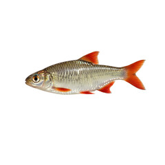 Fototapeta premium A freshwater fish with vibrant red fins on a black background.