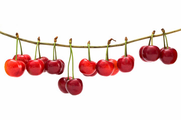 Ripe berries of red cherries on a branch on a white background