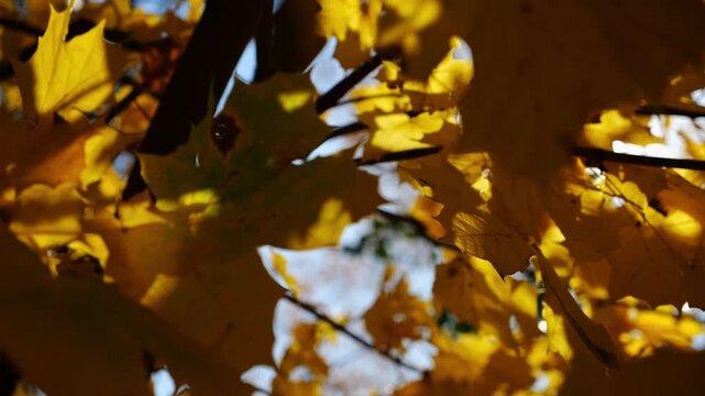Yellow maple leaves on tree branches gently swaying in wind with sunlight at background. Lush autumn golden foliage swinging on the breeze at forest. Beautiful colorful fall season. Slow motion