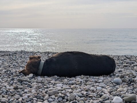 A large dog lies on the shore with its back to the viewer and its muzzle facing the sea.