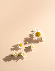 Scattered daisies cast shadows on a beige background