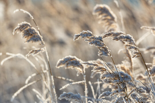 Reed flower heads covered in frost and white ice crystals, backlit by sunlight, winter lakeshore vegetation in Central Germany.