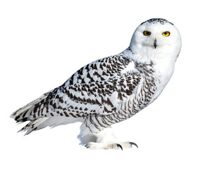 Snowy owl stands facing forward, with white and dark mottled feathers and bright yellow eyes