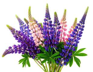Lupine bundle Purple, blue, and pink spikes with green leaves pop against a dark backdrop
