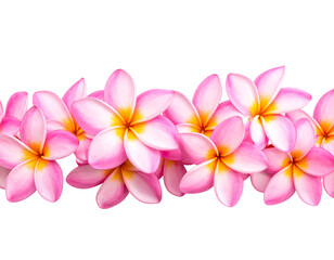 Row of pink and yellow plumeria blossoms on black background