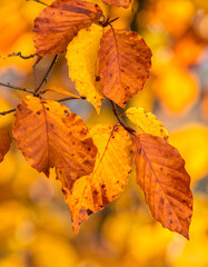 Autumn leaves, turning yellow and orange, close-up with blurred background