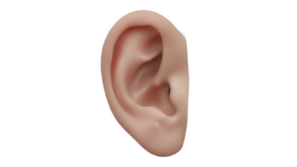 Detailed human ear anatomy isolated on white background for medical and hearing health design
