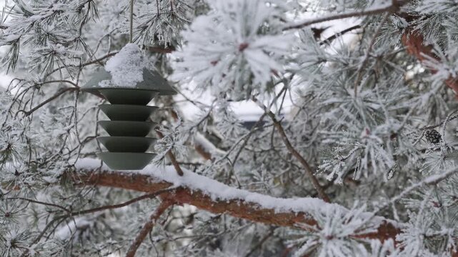 Winter bird feeding in frosted pines with contemporary feeder. Winter wildlife care concept. Snowy pine forest covered with hoarfrost