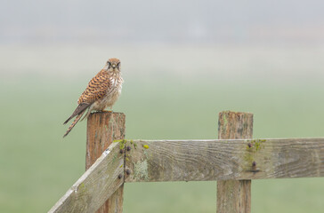 A beautiful kestrel sitting on a fence post in its natural habitat looking for food.
