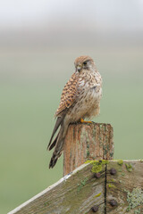 A beautiful kestrel sitting on a fence post in its natural habitat looking for food.