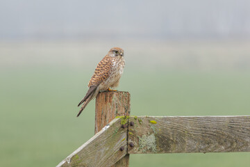 A beautiful kestrel sitting on a fence post in its natural habitat looking for food.