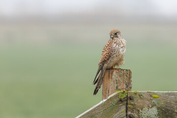 A beautiful kestrel sitting on a fence post in its natural habitat looking for food.