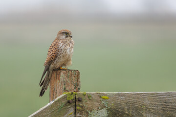 A beautiful kestrel sitting on a fence post in its natural habitat looking for food.
