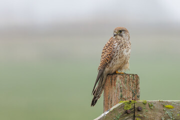 A beautiful kestrel sitting on a fence post in its natural habitat looking for food.