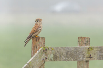 A beautiful kestrel sitting on a fence post in its natural habitat looking for food.