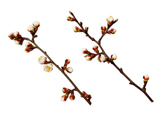 Spring flowering branches isolated on white background. Symbol of nature awakening, renewal and fresh start. Botanical elements for seasonal design.