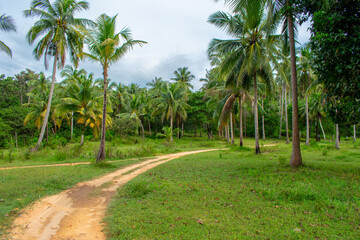 Tropical forest in  Phuket, Thailand. Palm trees and footpath, rainforest ecosystem Phang Nga Bay in Phang Nga Province, southern Asia.