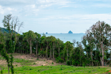 Tropical forest in  Phuket, Thailand. Palm trees and footpath, rainforest ecosystem Phang Nga Bay in Phang Nga Province, southern Asia.