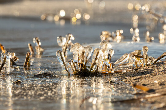 Macro shot of small reed stalks frozen in ice on the lakeshore, ice formations resembling glass or crystal, sparkling frozen surface in the background.
