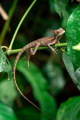 Fototapeta premium Lizard on a branch