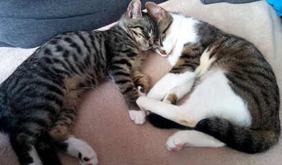 Sweet dream of cats © Aneta