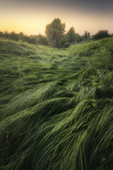 Morning Mist over Lush Green Field at Sunrise.