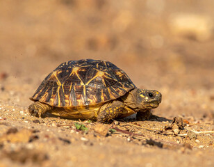 Obraz premium A stunning Indian Star Tortoise walks across dry, sandy ground, showcasing its intricate shell. This wildlife image captures the essence of patience, resilience, and the beauty of nature.