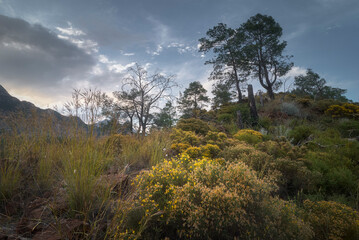 Obraz premium Mediterranean Mountain Landscape with Flowering Shrubs and Pines in Turkey.