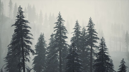 Obraz premium Tall evergreen trees stand covered in snow, shrouded in thick mist. The tranquil atmosphere creates a sense of calm in this beautiful winter scene. Nature unfolds quietly in frosty elegance.