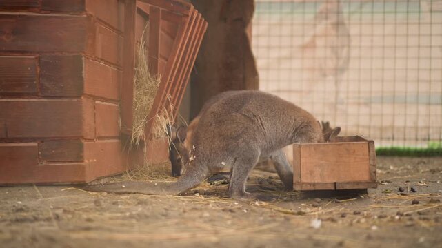 Raccoon rummaging at wooden feeder near brick wall, seed scattering as animal nibbles, soft afternoon light, wire fence backdrop, close profile showing textured fur and curious posture, quiet urban