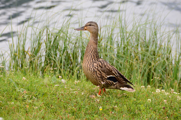 Fototapeta premium Ducks in Lake Misurina, Veneto, Italy
