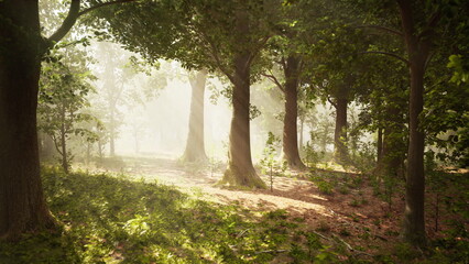 Fototapeta premium Morning light streams softly through lush trees, creating a serene atmosphere in the forest. Green foliage blankets the ground, welcoming a new day in natures tranquility.