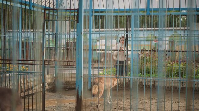 several canids pacing inside blue enclosure, keeper visible in background beyond metal grid, muddy ground and fenced pens create gritty rescue facility vibe, pack movement and distant human
