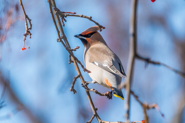 Fototapeta premium Bohemian Waxwing, Bombycilla garrulus, sitting on the bush and feeding on wild red apples in winter or early spring time.