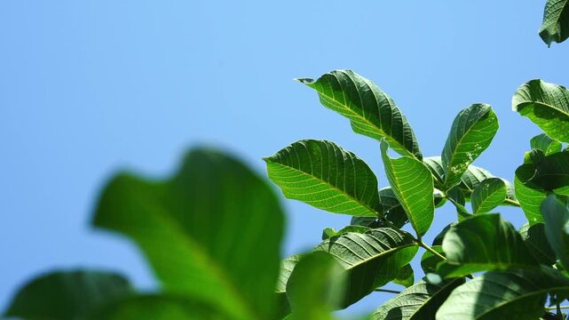 Close up of walnut tree branches and green leaves swaying in wind against blue sky. Sunlight filters through foliage, translucent veins and crisp edges. calm outdoor scene and summer mood in nature
