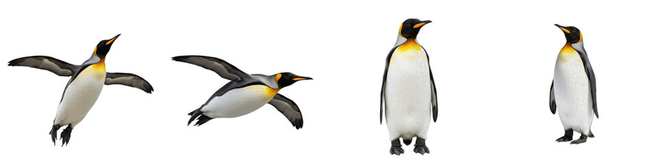 Fototapeta premium Majestic King Penguin Collection Featuring Dynamic Diving and Standing Poses with Vibrant Yellow Markings Isolated on White Background PNG Mockup for Antarctic Wildlife Design