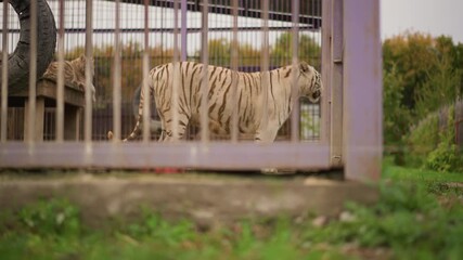 white tiger pacing inside metal enclosure, purple gate in foreground, grassy ground, overcast sky, distant trees beyond fence, slow measured stride, detailed stripes and fur, captive animal mood,