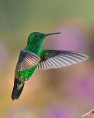Fototapeta premium Colorful endemic birds of America