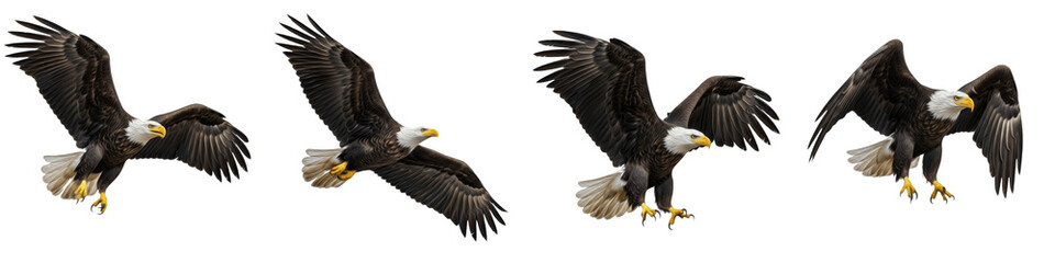 Obraz premium Bald Eagle Set Transparent PNG Isolated On White Background Majestic American National Bird Flying Wings Spread Perched Hunting Predator Nature Elements