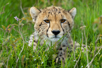 Cheetah feeding her cubs on fresh prey © Fabian Vargas