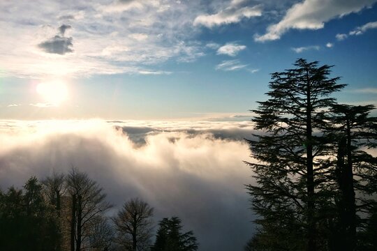 Mountain forest landscape view from above the clouds at sunset, with cedar and other deciduous trees in the foreground, located in the Horsh Ehden Nature Reserve, Lebanon