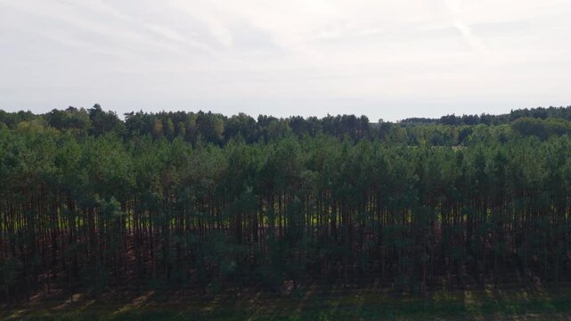 Aerial shot rises over plantation like pine rows to a wide cultivated field and distant tree lined horizon under bright diffuse daylight in late summer