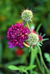 Vertical Macro of Scabiosa Flower Buds and Bloom, Purple Pincushion Flower in Garden.Vertical macro photograph of scabiosa (pincushion flower) showing both unopened buds 