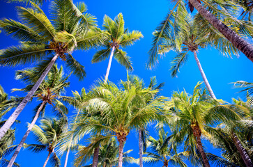 The grounds, pool and beach of the Senator Peurto Plata Hotel in the Dominican Republic, surrounded by palm trees under clear blue skies.
