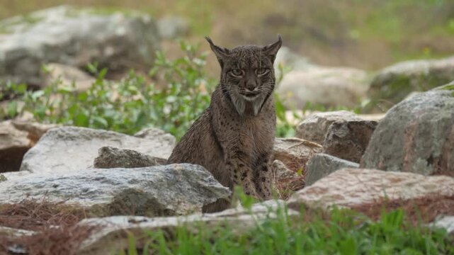 A majestic Iberian lynx (Lynx pardinus) sits perched on large, moss-covered rocks. It calmly surveys its surroundings near a waterfall, showcasing its beautiful spotted fur and signature ear tufts. 