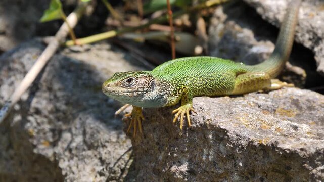 European green lizard female sunbathing in the morning  (Lacerta viridis)