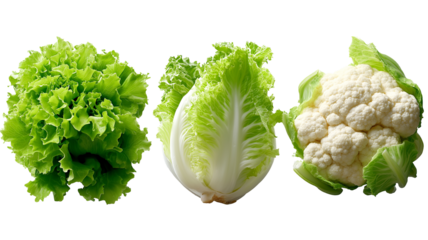Fresh green lettuce, napa cabbage, and cauliflower set, isolated on white, png